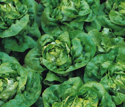 Picture of Lettuce Buttercrunch